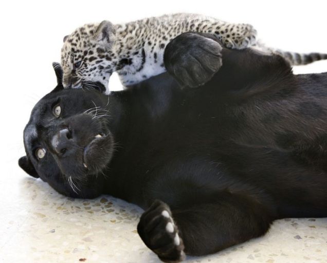  لولو الجاكوار السوداء تلاعب شبلها المرقط .. صور لطيفة  Cute pictures of black jaguar cub and her doting mum Article-1266336797792-0850CE3B000005DC-450634_636x513