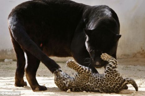  لولو الجاكوار السوداء تلاعب شبلها المرقط .. صور لطيفة  Cute pictures of black jaguar cub and her doting mum Article-1266337846532-0850C9DF000005DC-165366_466x310