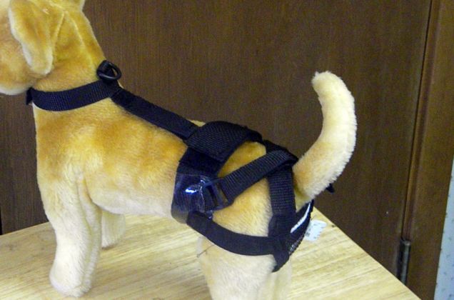 At last, a chastity belt for dogs Article-1268151890530-08A482CD000005DC-174990_636x420