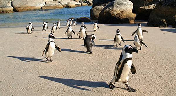 Pantai di Afrika jadi Pusat Kerajaan Pinguin 4vIBkXToQK