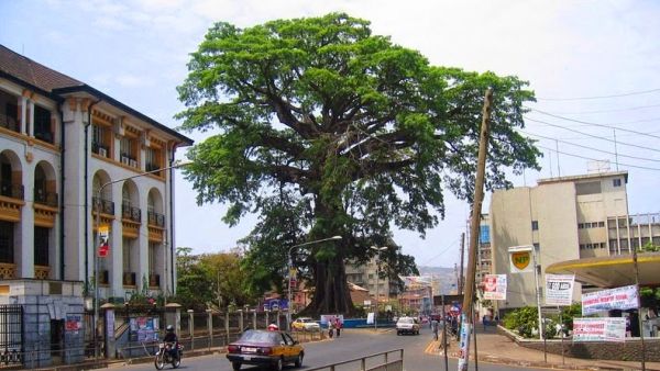 Pohon Berusia 500 Tahun Jadi Ikon Sierra Leone 6AV3SEf5Bh