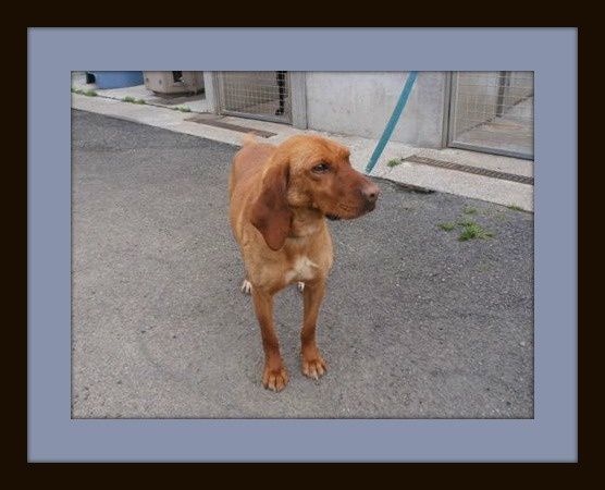 FIFI - x basset/fauve de bretagne 2 ans - Refuge de Landerneau (29) Ob_cc8063adb77f76491d22e89209163de5_fifi