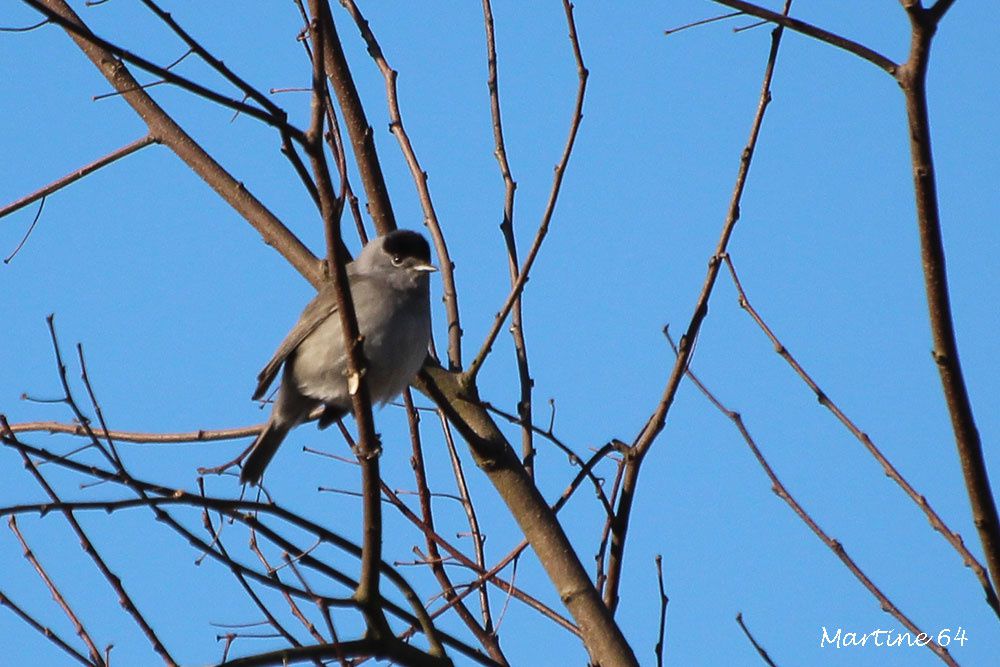 Un petit coup d'pouce ... Ob_cb63d9_img-3569-copie