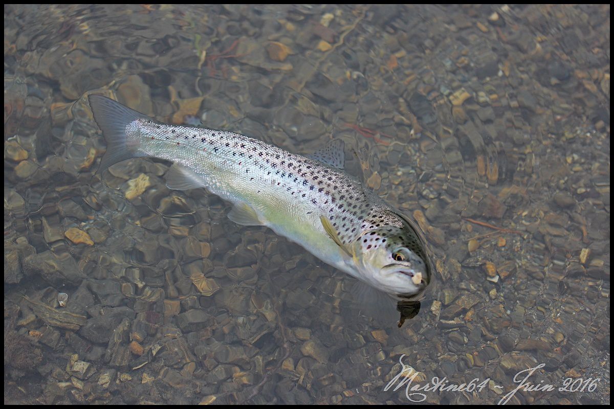 Première sortie en lac de montagne Ob_7ced43_img-3339a