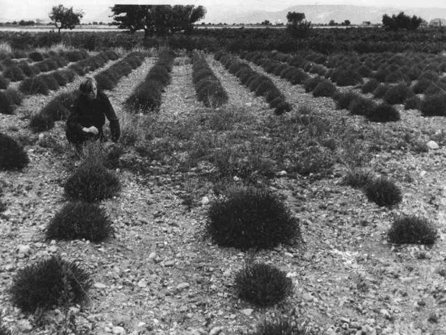 Traces et effets des ovnis sur l’environnement Ob_ad2ea0_1