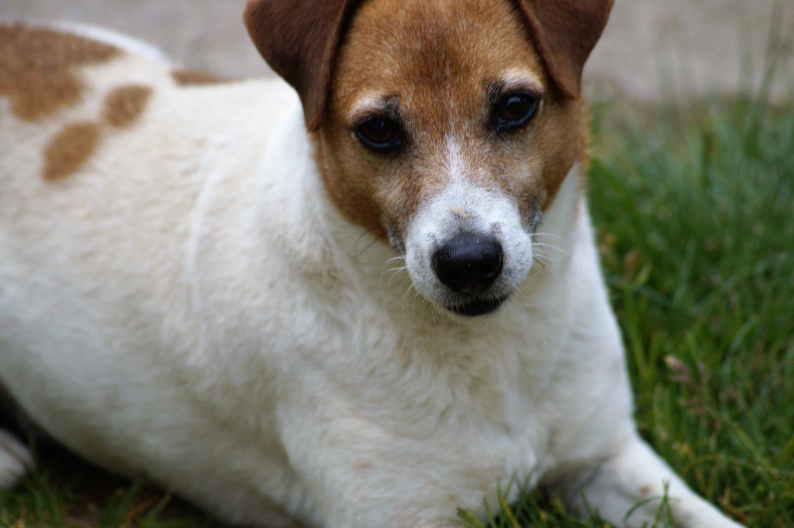 EDY - jack russel 9 ans   (5 ans de refuge) - Refuge de Ponthieu Marquenterre (80) Ob_f8e5c4_dsc00916-3