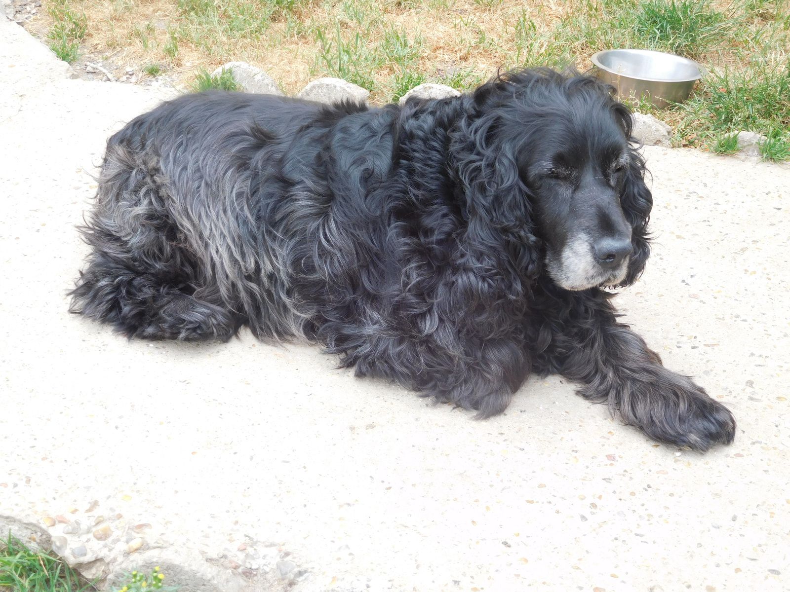 DIDO - cocker 9 ans - Refuge de Ponthieu Marquenterre à Buigny Saint Maclou (80) Ob_6d352f_0b-dido-ne-le-08-04-08-n3353-n3353