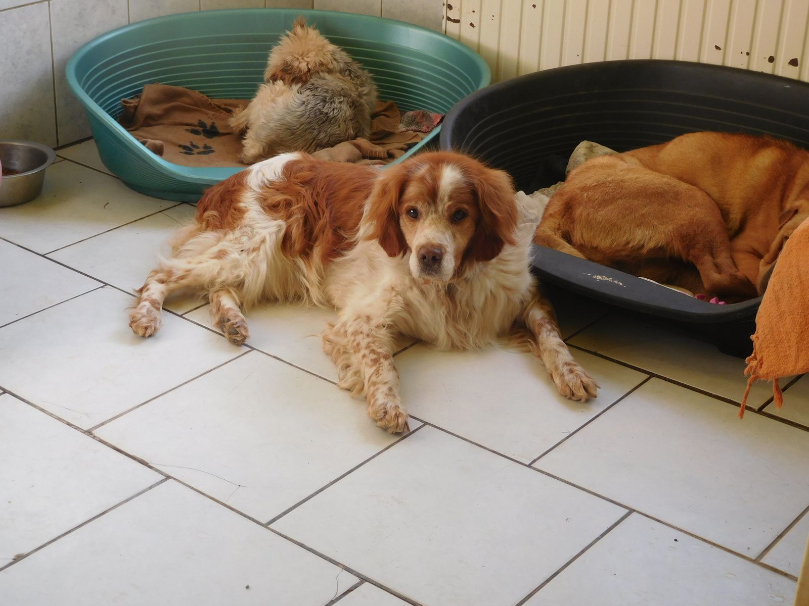 cela continue -  DICK - epagneul breton sauvé après 9 ans d'enfermement dans un garage (né dans le garage)  -  Refuge de Ponthieu Marquenterre (80) Ob_cb0507_1b-dick-le-13-06-17-n3200