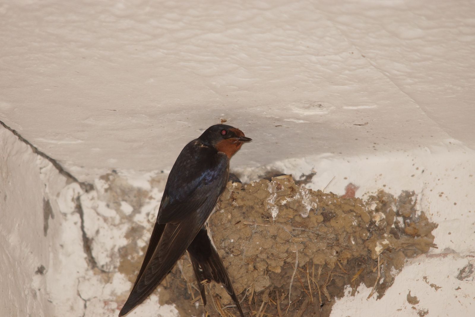 Bon Lundi Ob_17c955_hirondelle-rustique-jean-michel-2014