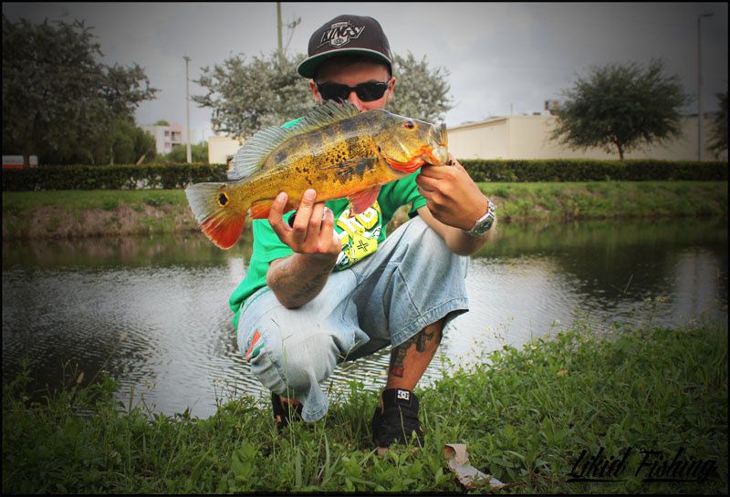 Peacock bass fishing in Miami  Ob_0ce9c2ce48c77d7cab12c03257d9b149_07