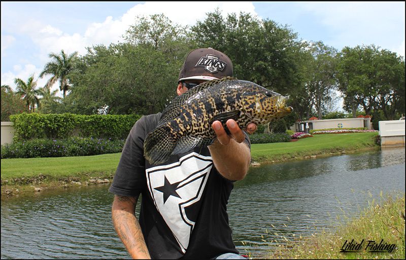 Peacock bass fishing in Miami  Ob_12f96dfe42be1b5c8b9b97facd095fcd_13