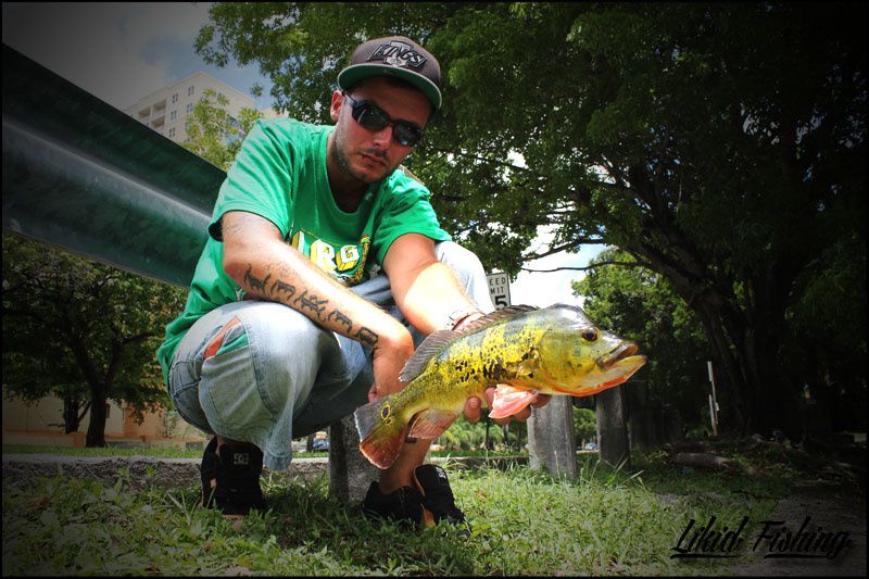 Peacock bass fishing in Miami  Ob_2cdafabf0ef87a50fbc5090a01a703a5_06