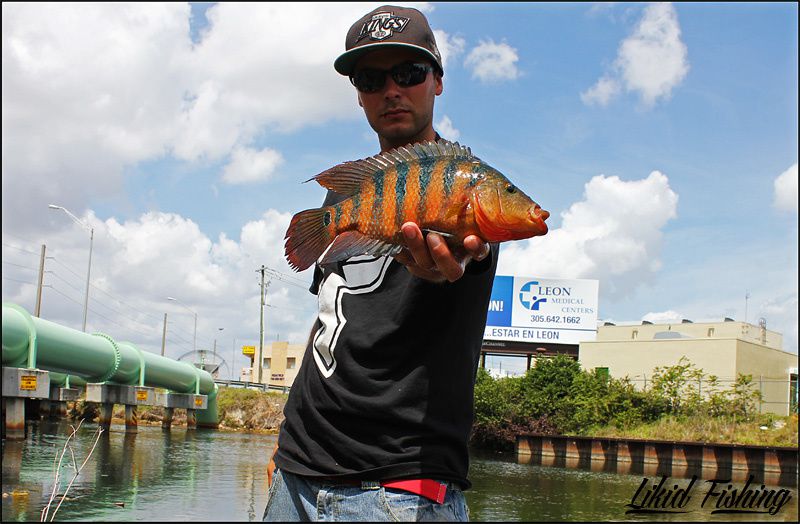 Peacock bass fishing in Miami  Ob_33923d43911086a9c9d44fe0463d43cd_16