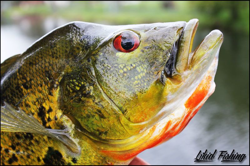 Peacock bass fishing in Miami  Ob_5b10dc11fc94977a42ecdcdd77553aeb_05