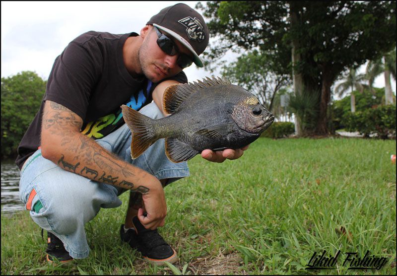 Peacock bass fishing in Miami  Ob_82113edaa229fad7ec184e7300242894_14