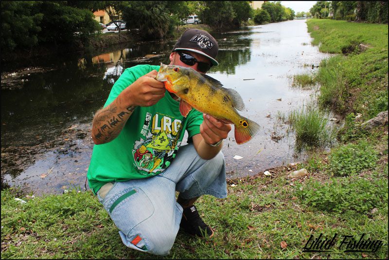 Peacock bass fishing in Miami  Ob_83e2084adb0cee6df182a61edfbb1433_04