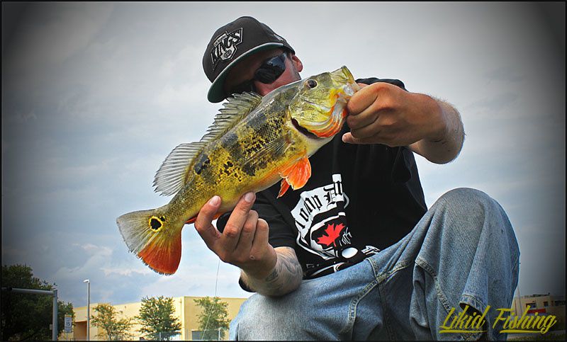 Peacock bass fishing in Miami  Ob_941618d675c8bf8f90824ea82e51f03f_20