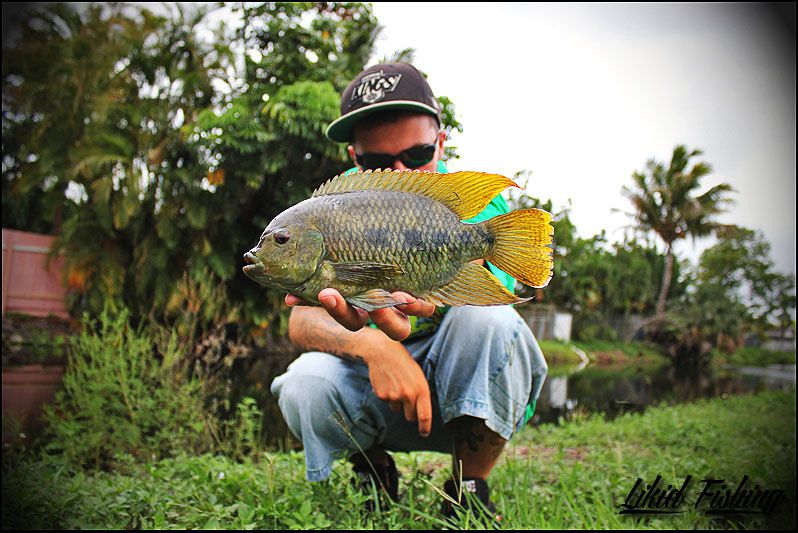 Peacock bass fishing in Miami  Ob_a6bba9f45446f1dfb47322ffa0caf62a_03