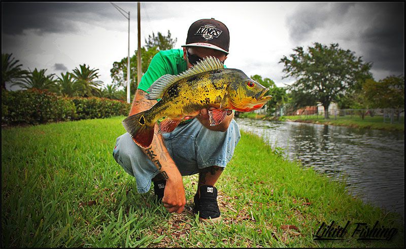 Peacock bass fishing in Miami  Ob_bba7d10e0c84e86025e9d563b769bd63_01