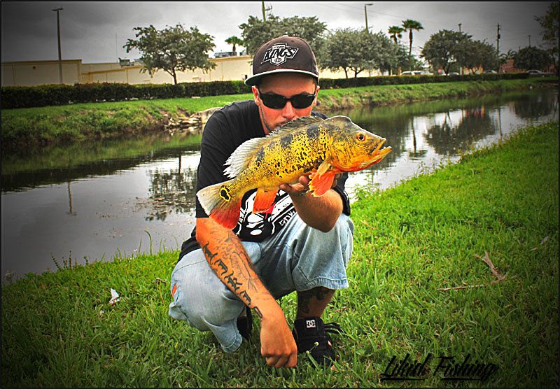 Peacock bass fishing in Miami  Ob_ef815ab4fe41d7ee6d4d03bd62fe6b6f_10