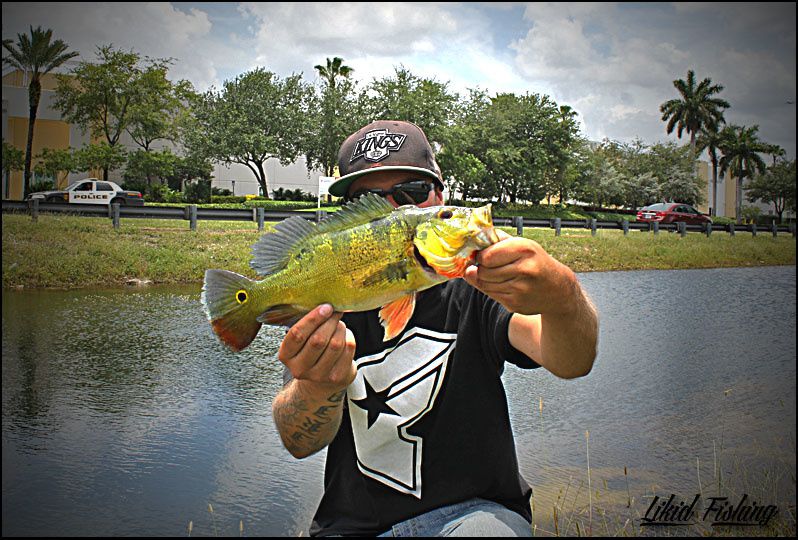 Peacock bass fishing in Miami  Ob_2305b2f1af4b57976a3e8a18143827aa_34