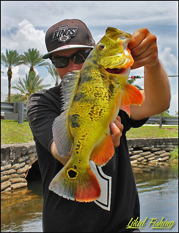 Peacock bass fishing in Miami  Ob_325b55b0c5f90bb1b0b1fb24ac0096e3_15