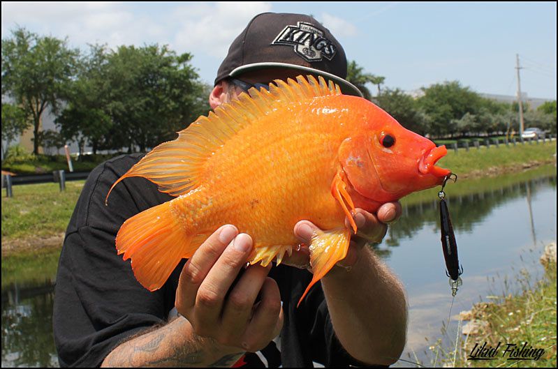 Peacock bass fishing in Miami  Ob_7caae4518b4700281cd88e93cce18818_31