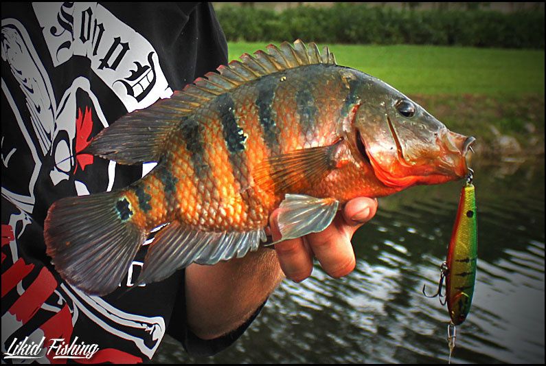 Peacock bass fishing in Miami  Ob_abbb990a061e9865df7a9afd949cbb6e_35