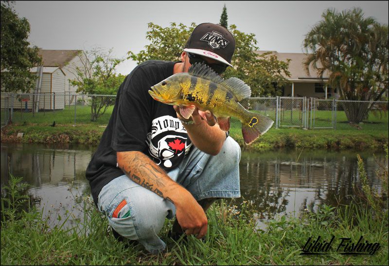 Peacock bass fishing in Miami  Ob_d396baef41a9db8f2ac52b743921cd15_08