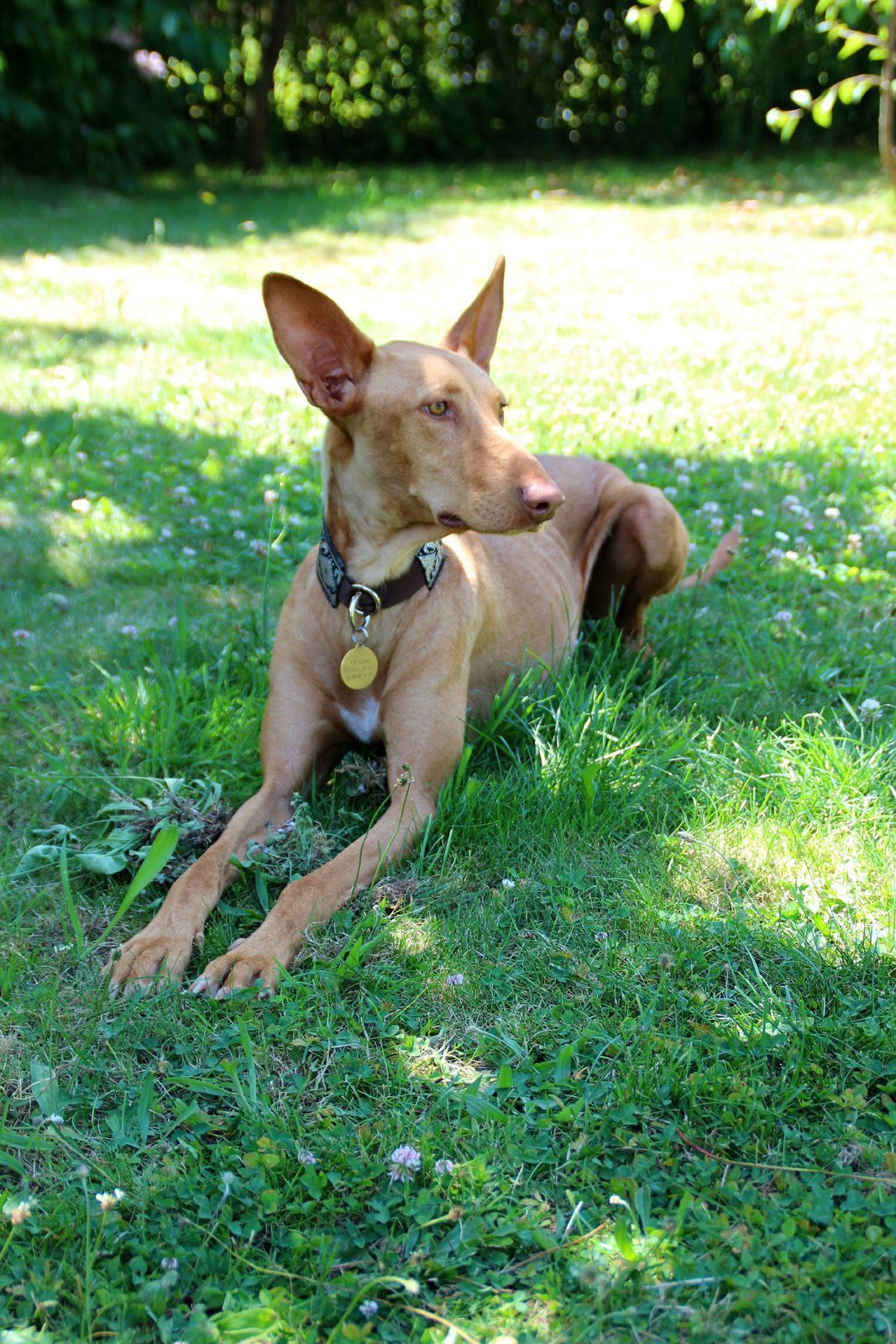 Andrès galgo 2 ans Celtiques Lévriers et cie (72) Ob_963b50_014