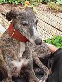 Tina (ex Trinchera) galga 10 ans Celtiques Lévriers et cie (72) Ob_1af645_13346837-10209550766517174-90464924420