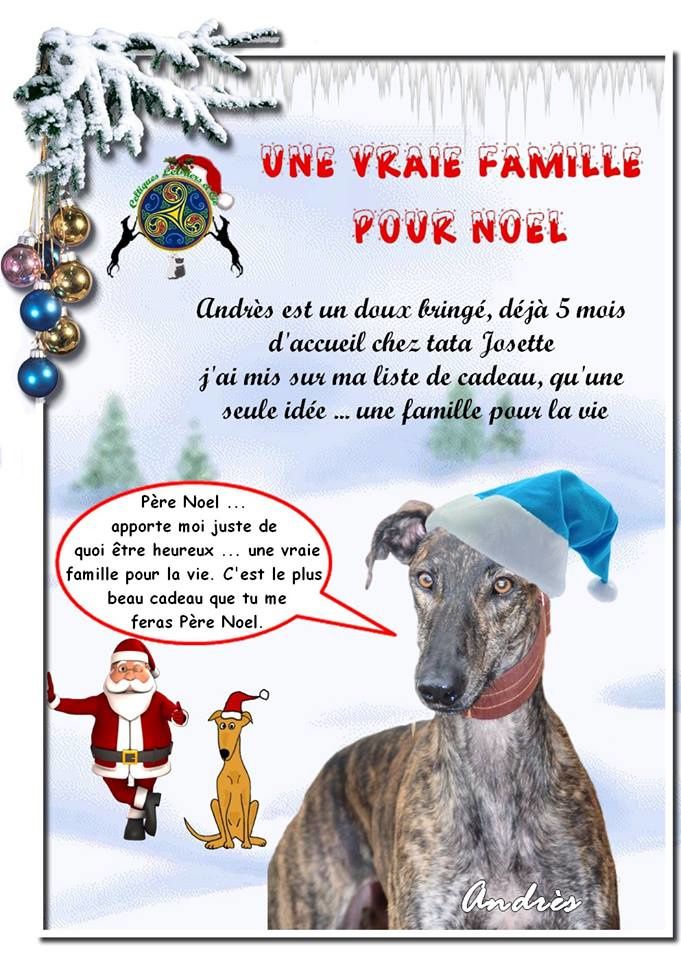 Andrès galgo 2 ans Celtiques Lévriers et cie (72) Ob_5a410b_24172300-1569905029766735-1626426325-n