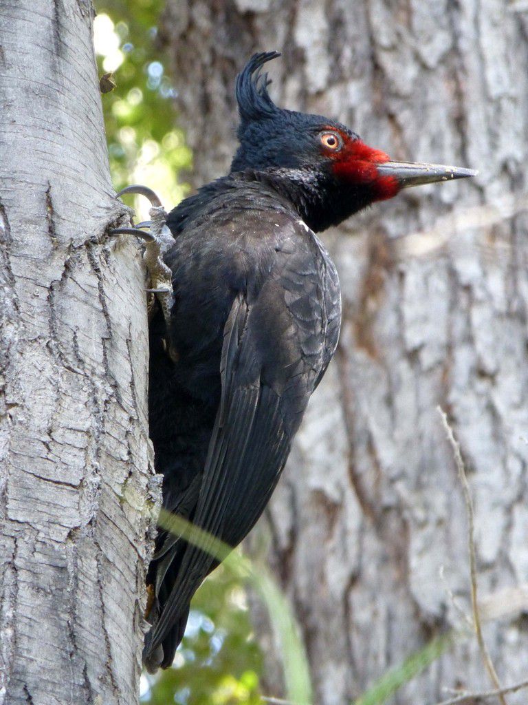 L'oiseau de Martine 11 juin trouvé par Ajonc Ob_c4f60b_pic-de-magellan-argentine-terre-de-fe