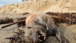 Un animal étrange et inconnu retrouvé sur une plage de Santa Barbara Ob_0b383f_cet-animal-a-ete-trouve-sur-une-plage