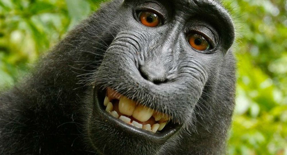 Il y a 21 millions d'années, des singes auraient voyagé sur des radeaux Ob_d77a63_1021607119