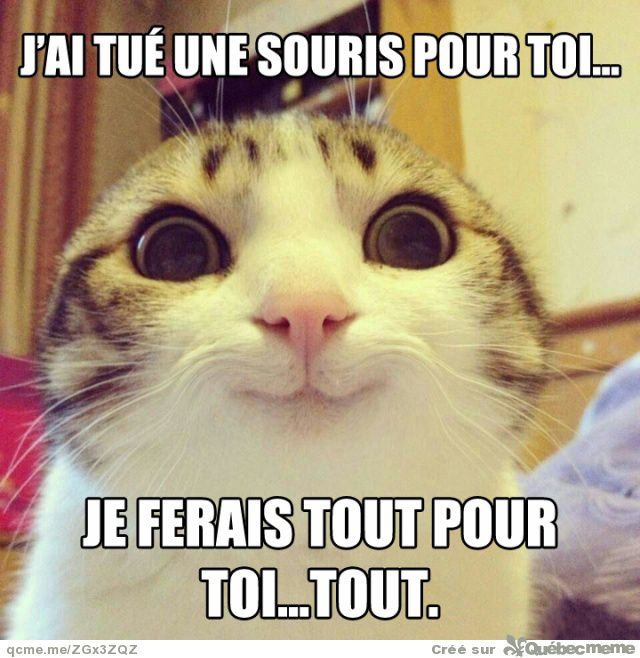 images humour  - Page 30 Ob_e5ba75_chat-tueur