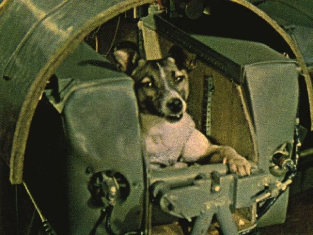 Les animaux, nos frères ‘’oubliés’’ de l'espace… Ob_5998a2_laika-inside-full-content-pm-v8