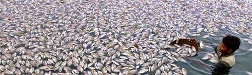 Alerte aux hécatombes de poissons: des millions dans le monde en un seul mois. Ob_ab8f3d_hecatombe-de-poisson