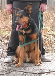 REXx  -  Beauceron  10 ans (bientôt 9 ans  de refuge) -  ARPA  A  RIS  ORANGIS  (91) Rex2