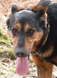 REXx  -  Beauceron  10 ans (bientôt 9 ans  de refuge) -  ARPA  A  RIS  ORANGIS  (91) Rex