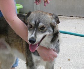 CAPONE, beau petit x husky(m)né le 25 mai 2009  , , REF:91 ADOPTE CaponeB1