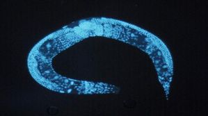 Longévité: Des chercheurs pensent avoir trouvé comment nous faire vivre 500 ans 800px-caenorhabditis_elegans-copie-1