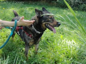 Cheyenne BA x Husky, 9 ans 6 mois ok chiens males enfants REFU91 de retour a l adoption DSC01052