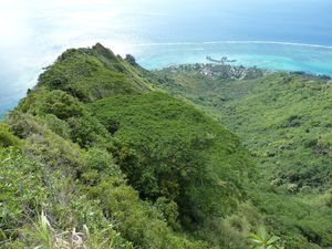 Je ne suis pas un HQI, je suis un homme libre - Page 7 Moorea-Rotui-19-juin-2012-Paraserianthes-Albizia-Falcataria