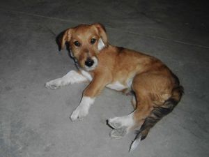 POCKER - x fox/jack russel 4 mois - Les Toutous de Baeza (Espagne) Imagen-608-Pocker