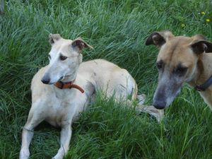 LUA - galga 3 ans - Les Toutous de Baeza - en fa DSC00712