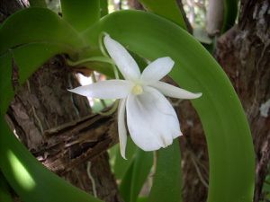 une fleur - blucat 25 septembre trouvée par Suri Angraecum-leonis