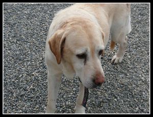 VIRKA - labrador 12 ans - Refuge de  Landerneau (29) Virka5