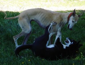 LUA - galga 3 ans - Les Toutous de Baeza - en fa DSC00732