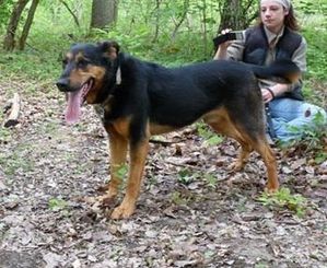 REXx  -  Beauceron  10 ans (bientôt 9 ans  de refuge) -  ARPA  A  RIS  ORANGIS  (91) Rex4